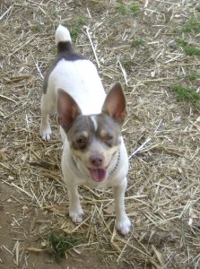 DoggieDay037