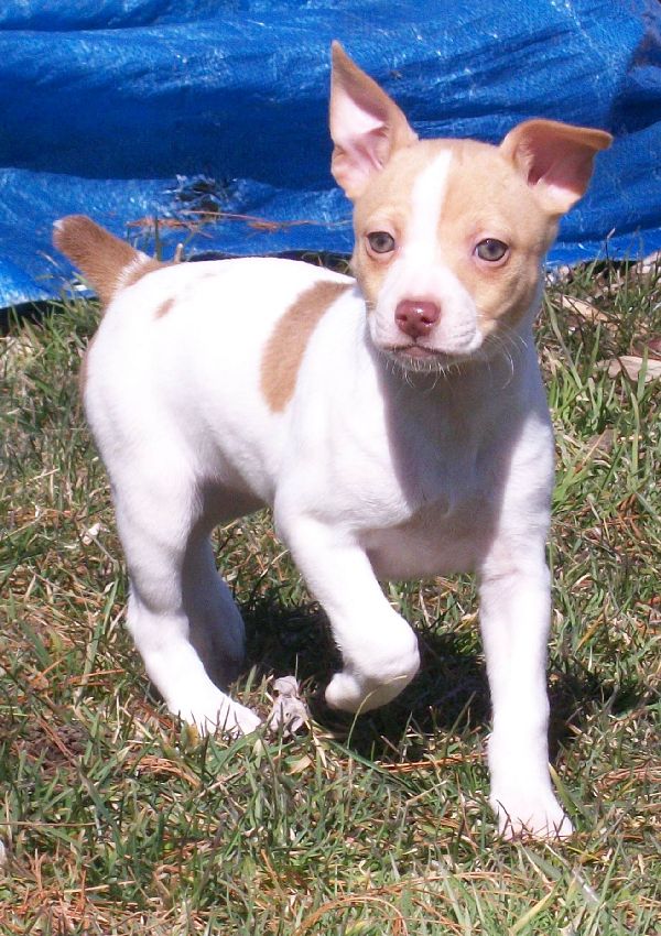 Nimh KennelRaising Rat Terriers to do it all in Southwest Virginia!