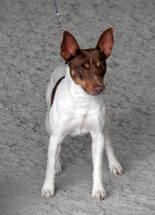 what breeds make a rat terrier