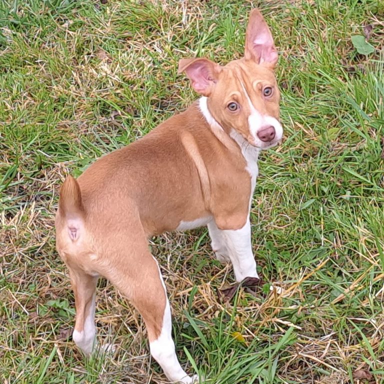Nimh KennelRaising Rat Terriers to do it all in Southwest Virginia!